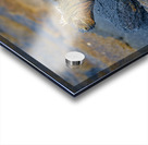 Marine Iguana Amblyrhynchus cristatus at sunset with beautiful coloring Punta Espinosa Fernandina Island Galapagos Islands Ecuador Acrylic print