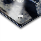 Marine Iguana Amblyrhynchus cristatus walking Punta Espinosa Fernandina Island Galapagos Islands Ecuador Acrylic print