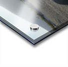 Galapagos sea lion Zalophus wollebaeki backlit Punta Espinosa Fernandina Island Galapagos Islands Ecuador Acrylic print