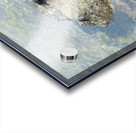 Sally Lightfoot crab - Punta Espinosa Fernandina Island - Galapagos Islands Acrylic print