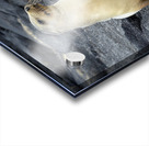 Galapagos sea lion female with pup Punta Espinosa Fernandina Island Galapagos Islands Ecuador Acrylic print