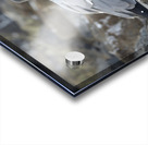 Swallow tailed Gulls Creagrus furcatus North Seymour Island Galapagos Islands Ecuador
 Acrylic print