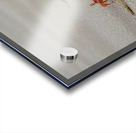 Ghost crabs Ocypode Gaudichaudii and burrows on Espumilla Beach Santiago Island Galapagos Islands Ecuador
 Acrylic print