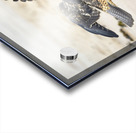 Galapagos Hawk Buteo galapagoensis landing on Espumilla Beach Santiago Island Galapagos Islands Ecuador
 Acrylic print