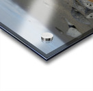 Gal?pagos sea lion Zalophus wollebaeki pup Puerto Egas Santiago Island Galapagos Islands Ecuador Acrylic print