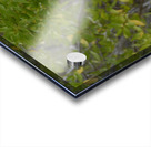 Galapagos Hawk Buteo galapagoensis Espumilla Beach Santiago Island Galapagos Islands Ecuador
 Acrylic print