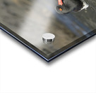 American Oystercatchers Haematopus palliatus sitting on lava Puerto Egas Santiago Island Galapagos Islands Ecuador
 Acrylic print