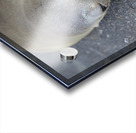 Galapagos sea lion Zalophus wollebaeki Puerto Egas Santiago Island Galapagos Islands Ecuador Acrylic print