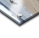 Galapagos Hawk Buteo galapagoensis flying above a Galapagos green turtle Playa Espumilla Santiago Island Galapagos Islands Ecuador
 Acrylic print