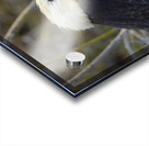 Magnificent Frigatebird Fregata magnificens immature with white head and blue beak North Seymour Island Galapagos Islands Ecuador
 Acrylic print