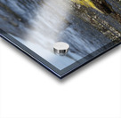 Yellow Warbler Dendroica petechia aureola Puerto Egas Santiago Island Galapagos Islands Ecuador
 Acrylic print