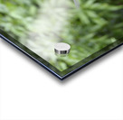 Russet backed oropendola Psarocolius angustifrons
 Acrylic print