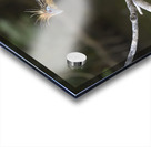 Hoatzin Opisthocomus hoazin on a branch over Lake Garzacocha La Selva Jungle Eco Lodge Amazon Basin Ecuador
 Acrylic print