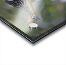 Hoatzin Opisthocomus hoazin on a branch La Selva Jungle Eco Lodge Amazon Basin Ecuador
 Acrylic print