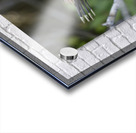 Hoatzin Opisthocomus hoazin on a branch over Lake Garzacocha La Selva Jungle Eco Lodge Amazon Basin Ecuador
 Acrylic print