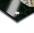 Owl butterfly Caligo idomeneus at the La Selva Jungle Lodge  Amazon Ecuador Acrylic print