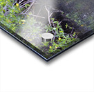 Galapagos green turtle Chelonia mydas agassisi Elizabeth Bay Isabela Island Galapagos Islands Ecuador Acrylic print