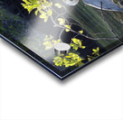 Great Blue Heron Ardea herodias Elizabeth Bay Isabela Island Galapagos Islands Ecuador Acrylic print