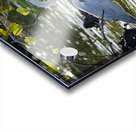 Great Blue Heron Ardea herodias Elizabeth Bay Isabela Island Galapagos Islands Ecuador Acrylic print