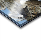 Blue footed Booby Sula nebouxii Punta Moreno Isabela Island Galapagos Islands Ecuador Acrylic print