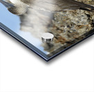 Blue footed Booby Sula nebouxii Punta Moreno Isabela Island Galapagos Islands Ecuador Acrylic print