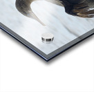 Flightless Cormorant or Galapagos Cormorant Phalacrocorax harrisi Urbina Bay Isabela Island Galapagos Islands Ecuador Acrylic print