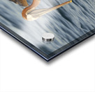 Brown Pelican Pelecanus occidentalis Elizabeth Bay Isabela Island Galapagos Islands Ecuador Acrylic print