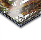 Arbutus tree at Panther Point  Acrylic print