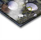 Sea shells - Spencer Spit  Acrylic print