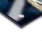 Marine Iguana perched on the rocks Punta Espinosa Acrylic print