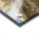 Galapagos Hawk Buteo galapagoensis perched on lava Acrylic print