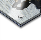 Flightless Cormorants Phalacrocorax harrisi stretching their wings. Punta Espinosa. Fernandina Island. Galapagos Islands. Ecuador Acrylic print