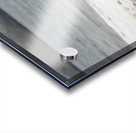 Galapagos sea lions Zalophus wollebaeki playing in the waves on Playa Espumilla. Santiago Island. Galapagos Islands. Ecuador Acrylic print