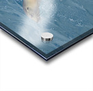 Galapagos sea lion Zalophus wollebaeki swimming in the ocean Floreana Island Galapagos Islands Ecuador Acrylic print