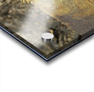 Galapagos land iguana. Isabela Island. Galapagos Islands. Ecuador Acrylic print