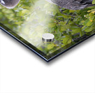 KO EC 7861 Acrylic print