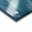 Galapagos green turtle. Isabela Island. Galapagos Islands. Ecuador Acrylic print