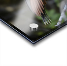 Hoatzin Opisthocomus hoazin on a branch over Lake Garzacocha Acrylic print