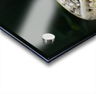 Owl butterfly Caligo idomeneus. Amazon. Ecuador Acrylic print