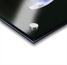 Butterfly at the La Selva Jungle Lodge butterfly farm Acrylic print