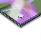 KO A18015 Acrylic print