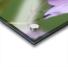 KO A48939 Acrylic print