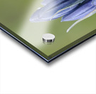 Common Camas Camassia quamash Mt. Tzouhalem Ecological Reserve Cowichan Valley British Columbia Canada Acrylic print