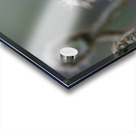 KO A17880 Acrylic print