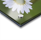 Farm in the Cowichan Valley Vancouver Island British Columbia Canada. Acrylic print