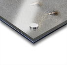 Metal fly sculpture on a house wall Tannay Nièvre Burgundy France Acrylic print