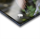 Hoatzin Opisthocomus hoazin on a branch over Lake Garzacocha La Selva Jungle Eco Lodge Amazon Basin Ecuador Acrylic print