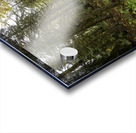 Lush Forest Acrylic print