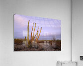 Organ Pipe Cactus Acrylic Print