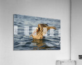 Brown Pelican  Acrylic Print